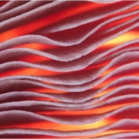 Les champignons, une source de pro vitamine D