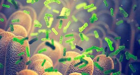 Proteggi la tua immunità prendendoti cura del tuo microbiota