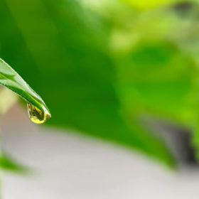 Nouveau sérum antioxydant et réparateur à base de Cordyceps, Reishi et CBD