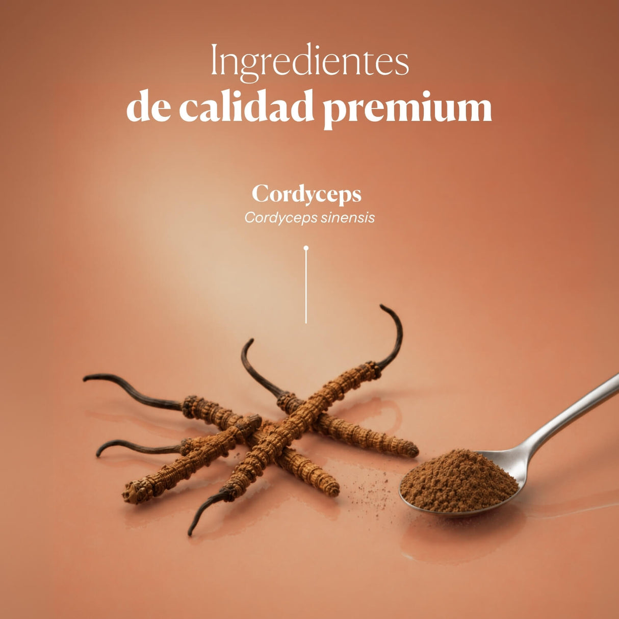Cordyceps Vital 100% Polvo de Cordyceps