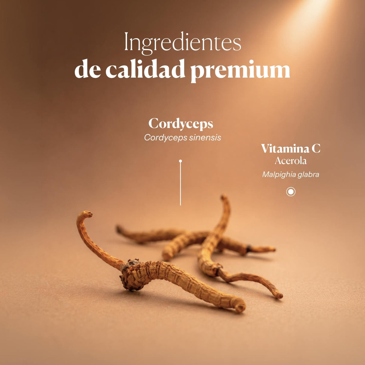 Mico-Cord Extracto Puro del Hongo Cordyceps en cápsulas
