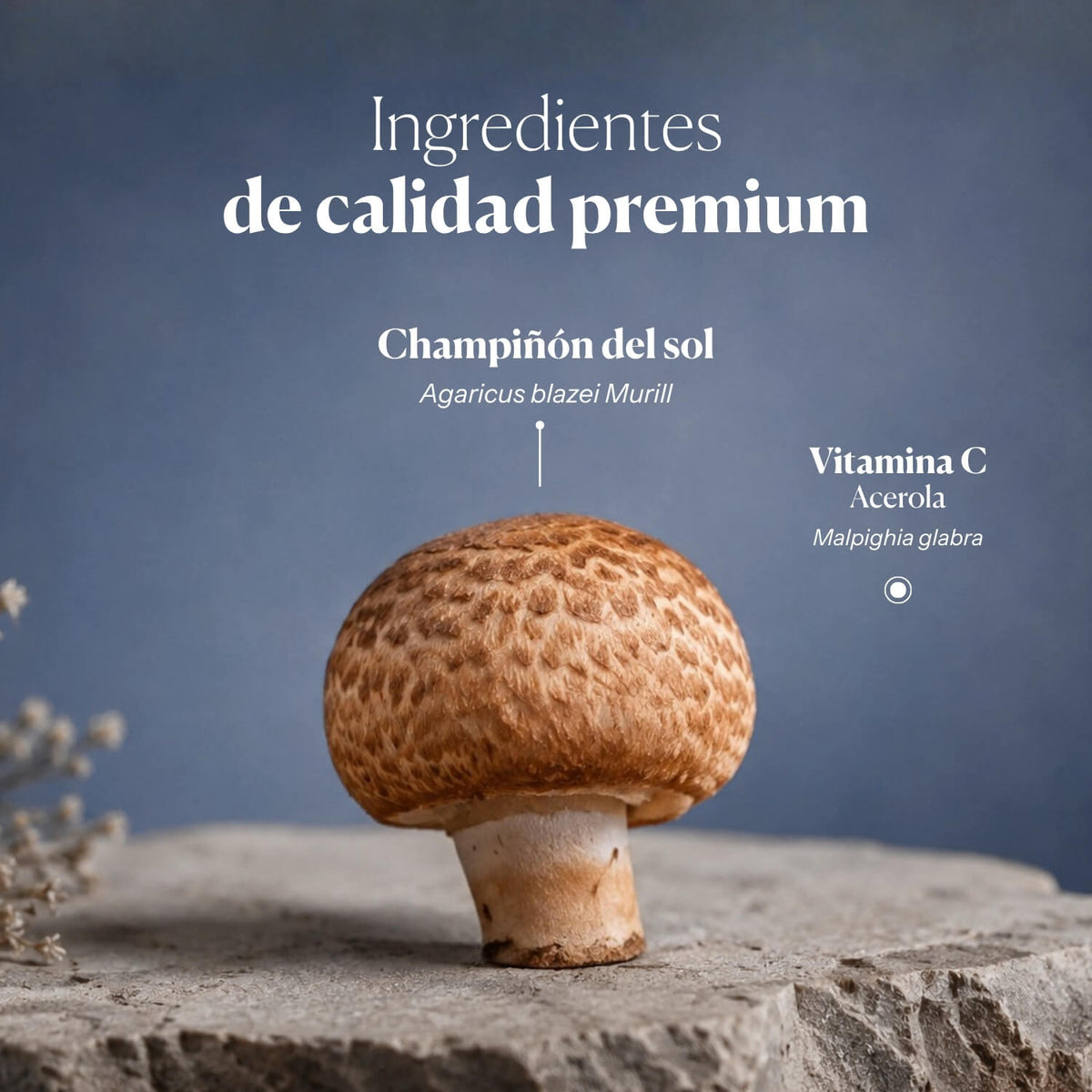 Mico Sol (Agaricus blazei) extract capsules