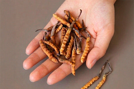 Cordyceps sinensis vs. Cordyceps militaris: por qué el origen y la certificación marcan la diferencia