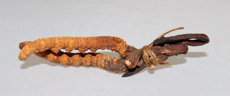 Cordyceps Natur