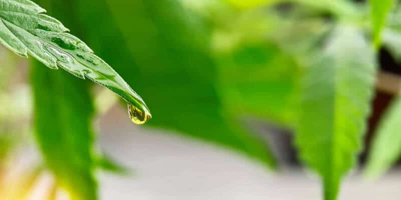 Foto Öl in Blatt