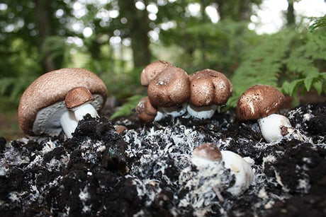 Las propiedades del hongo Agaricus blazei en la revista DSalud