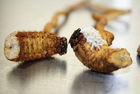 La BBC habla del Cordyceps y sus posibilidades contra el cáncer