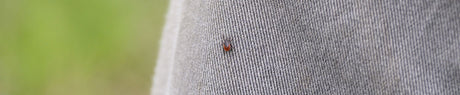 Qué necesitas saber sobre las picaduras de garrapata y la enfermedad de Lyme