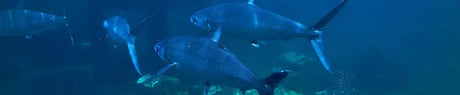 Fische im Meer