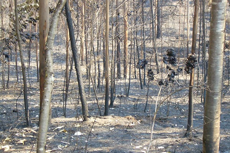 Hifas da Terra tras los incendios de 2006