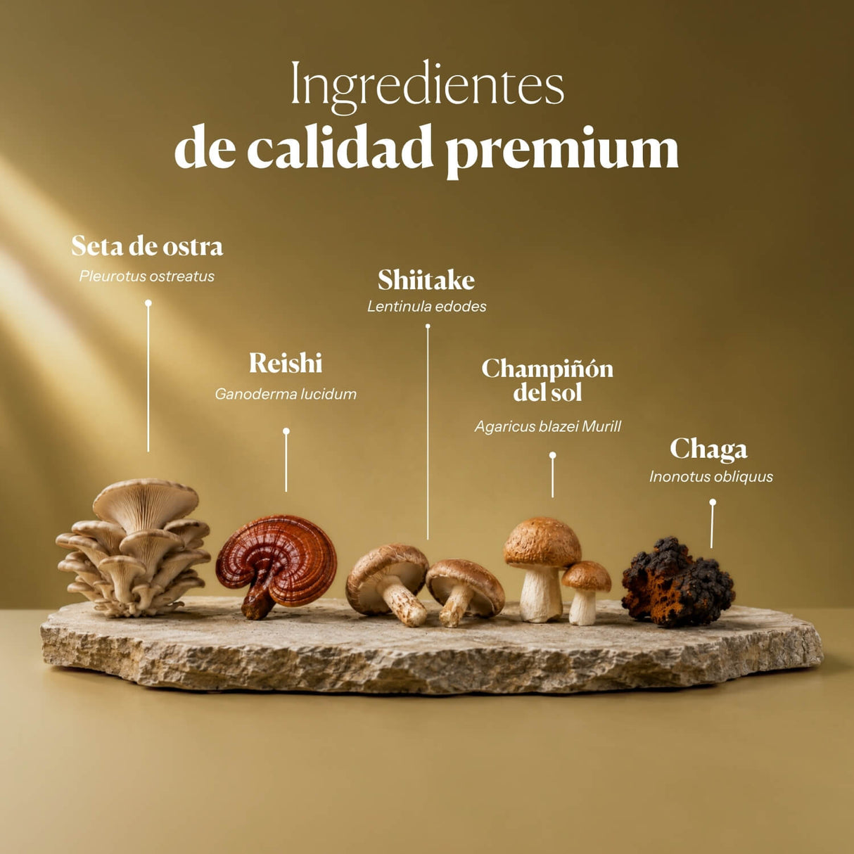 Dr. Immune Five Syrup (Reishi, Agaricus, Oyster, Chaga, Shiitake)