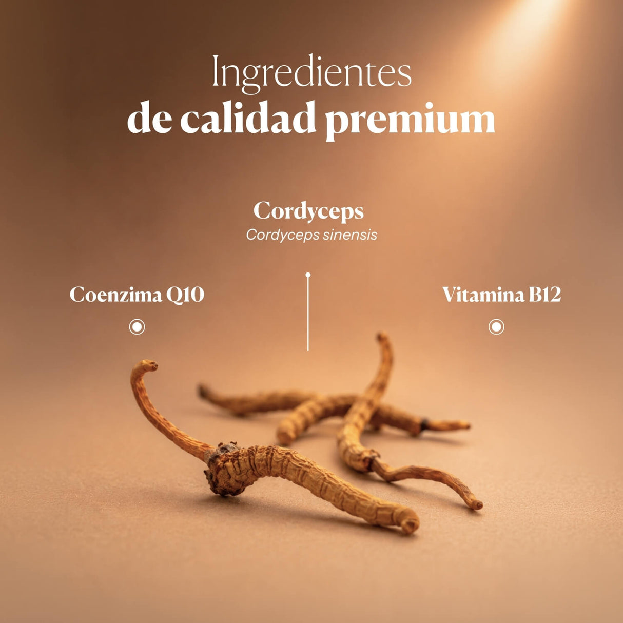 Hifas-Vitality Energía y Cansancio
