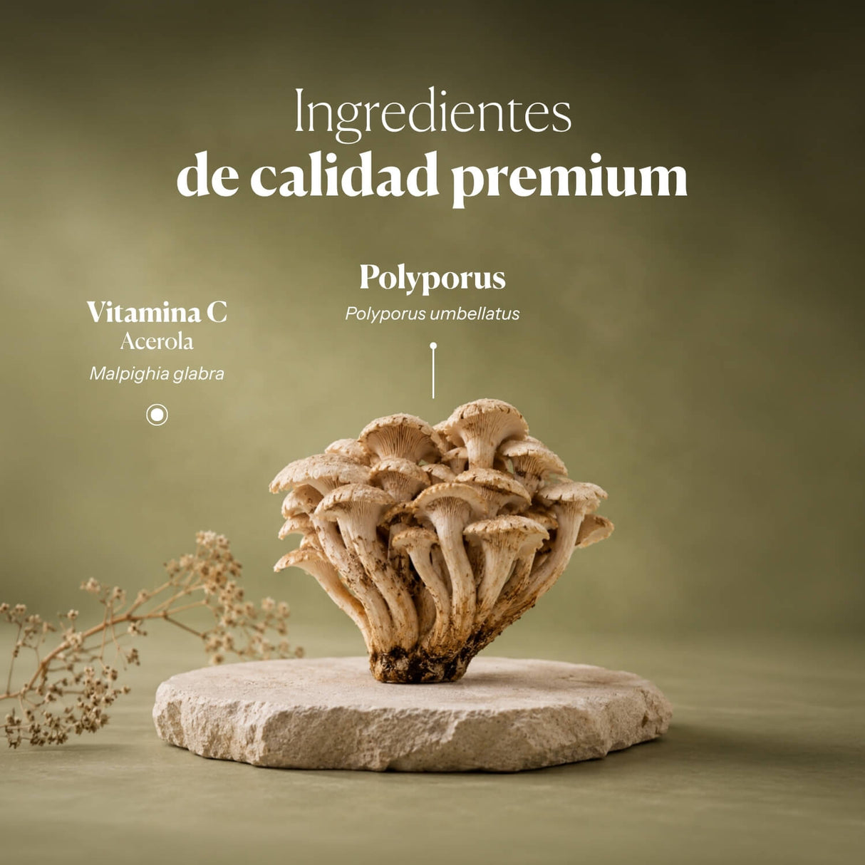 Mico Polypor (Polyporus extract) capsules