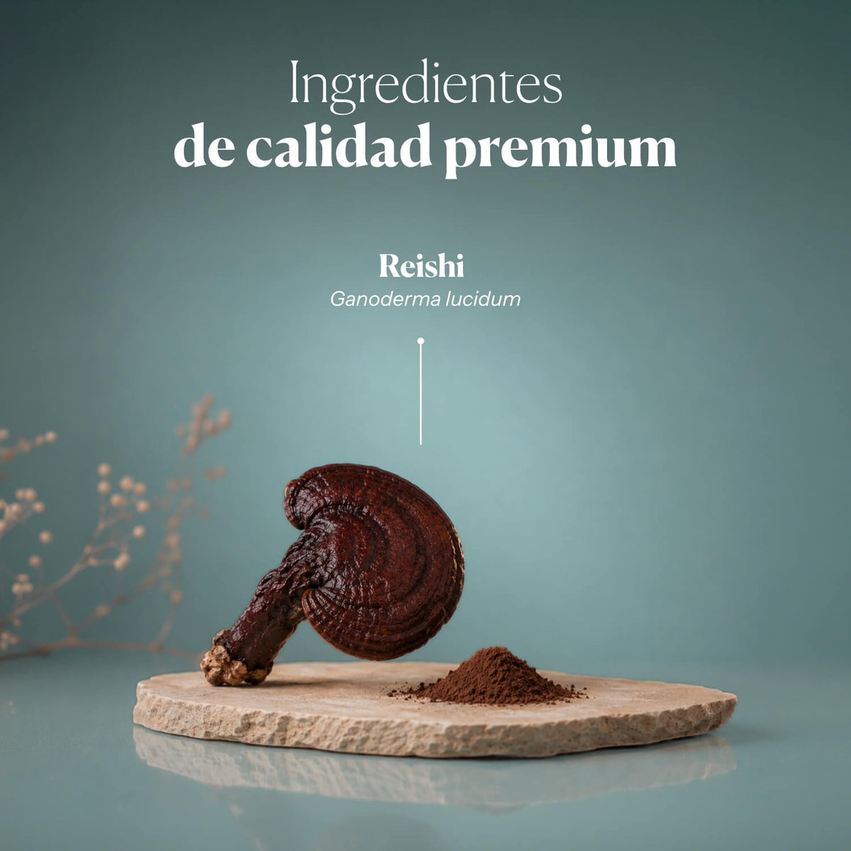 Composición e ingredientes de Reishi Antiox | Hifas da Terra