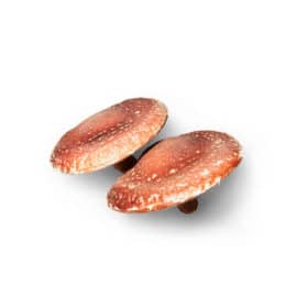 Shiitake Lentinula edodes Powerful Benefits Hifas da Terra