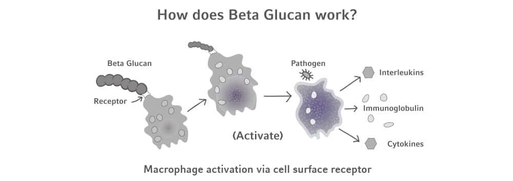 how do beta glucans work