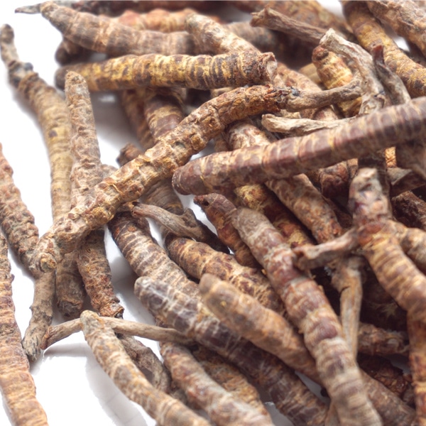 Cordyceps Hifas da Terra