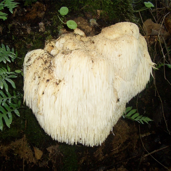 Lion's Mane Hifas da Terra