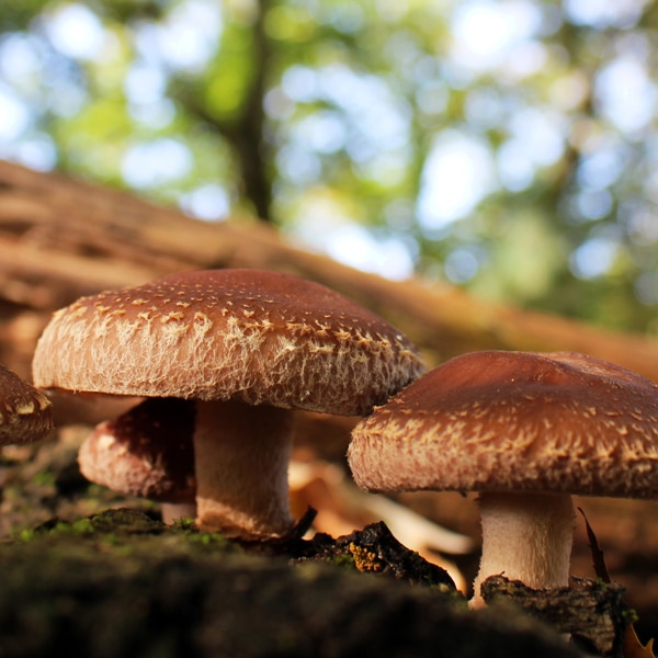 Shiitake Hifas da Terra