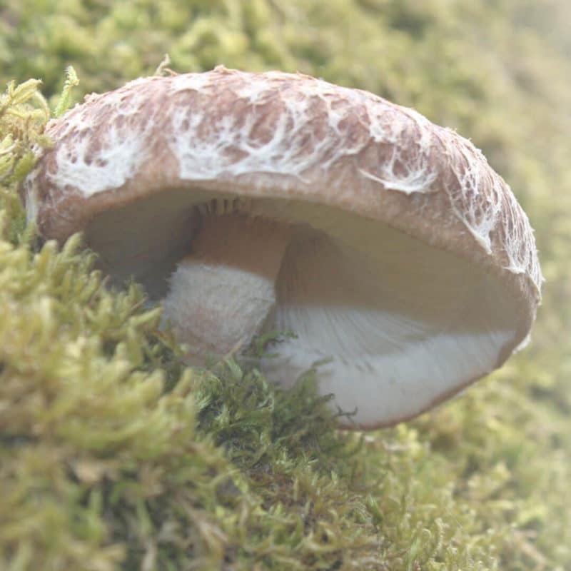 Shiitake Mushroom