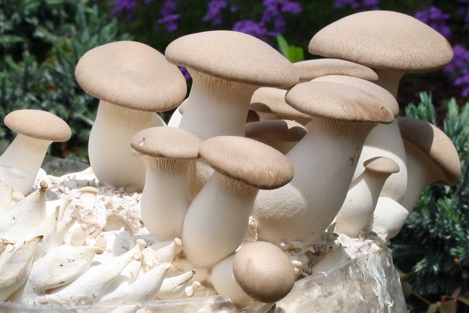 King Trumpet mushroom (Pleurotus eryngii)