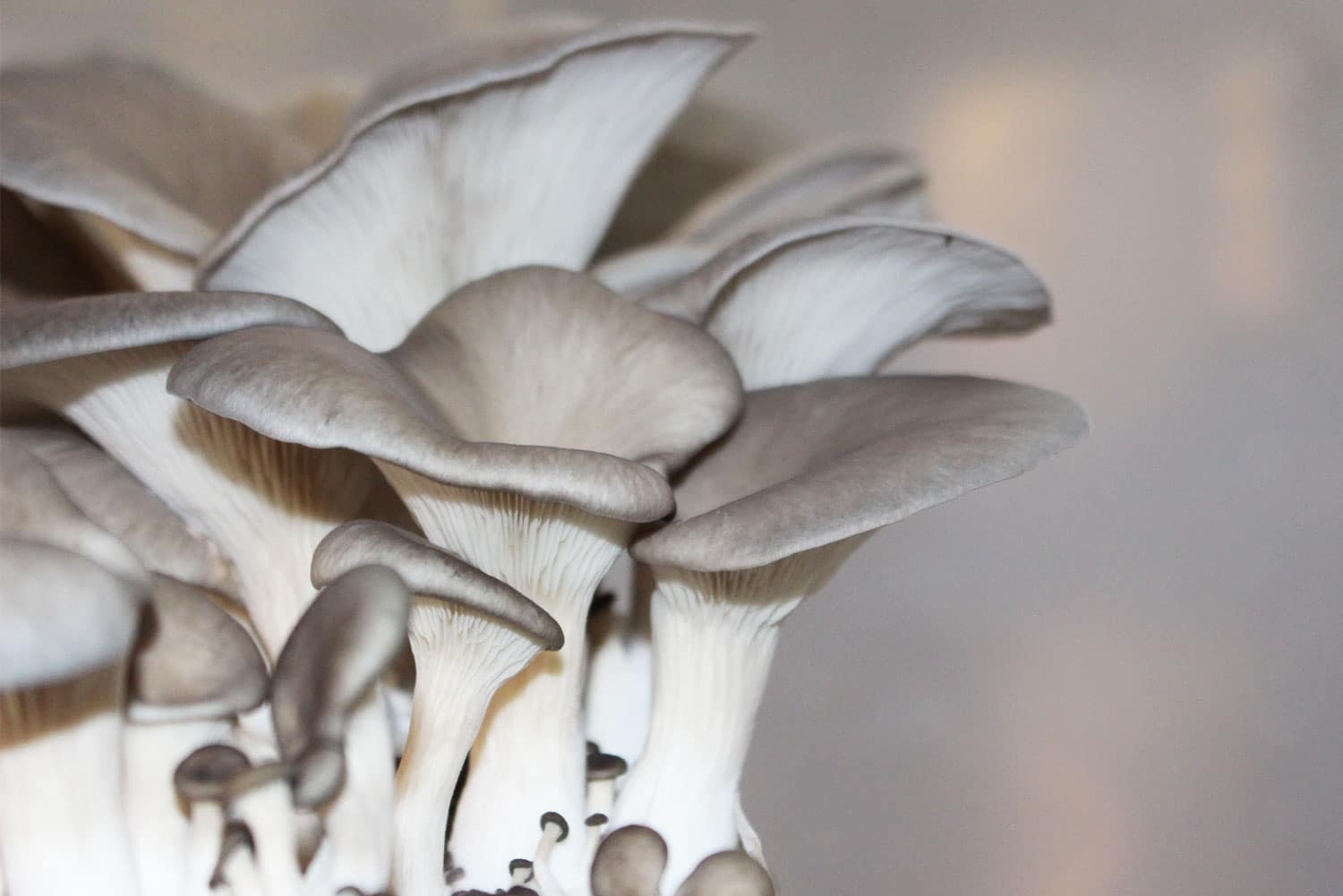 Medicinal mushroom brand Hifas da Terra: “There's no replacement