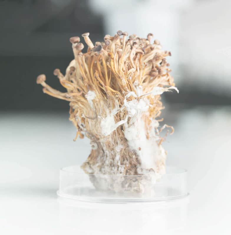 mushrooms-in-petri-dish-784x800