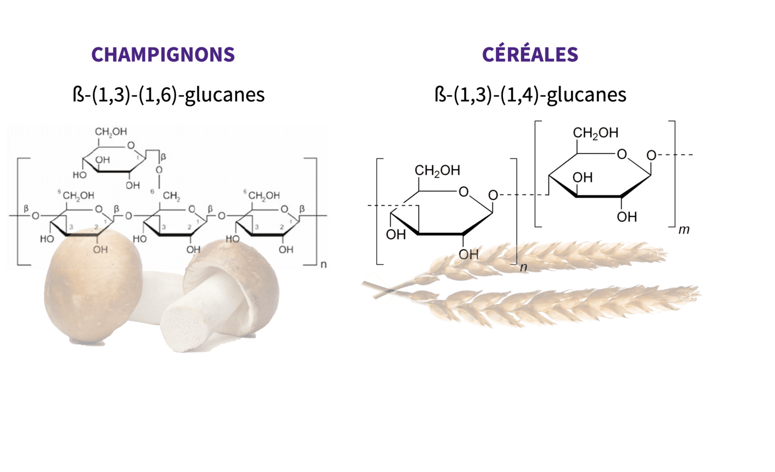 Why should beta glucans be displayed in Mycotherapy