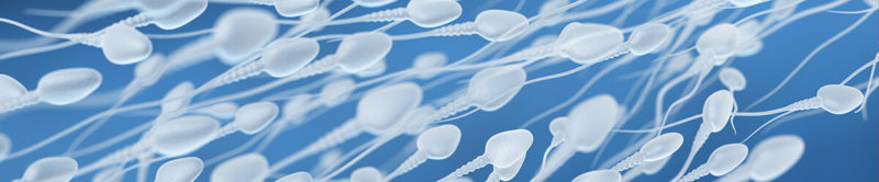 flujo espermatozoides