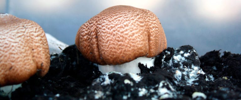 Champiñón del sol (Agaricus blazei) Hifas da Terra