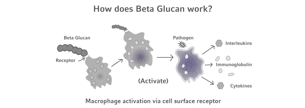 How does Beta Glucan work? Hifas da Terra