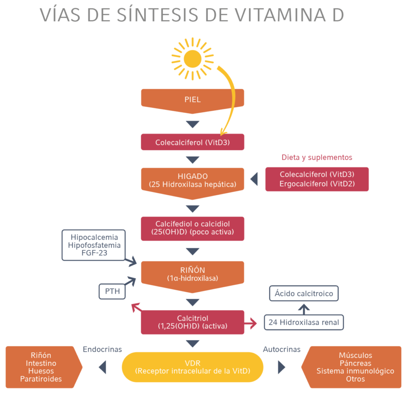 vias de sintesis vitamina D
