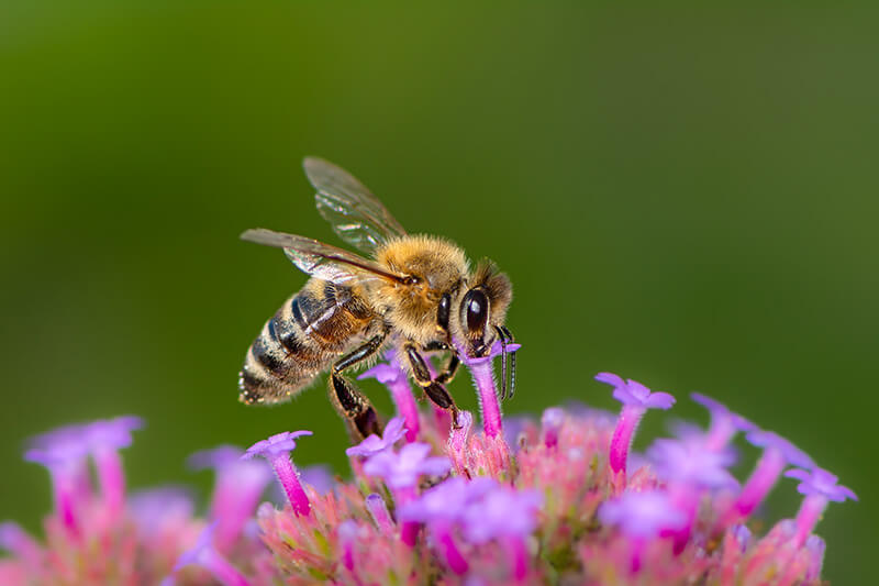 abejas-polinizando