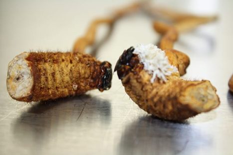 cordyceps hifasdaterra