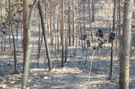 incendios Galicia 2006 Hifas da Terra 4